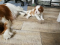 IMG 20201103 103437