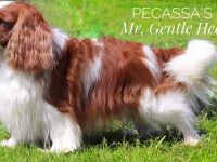 Simba – Pecassa´s Mr. Gentle Heart