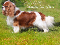 Gangster - Cava-Care Golden Gangster